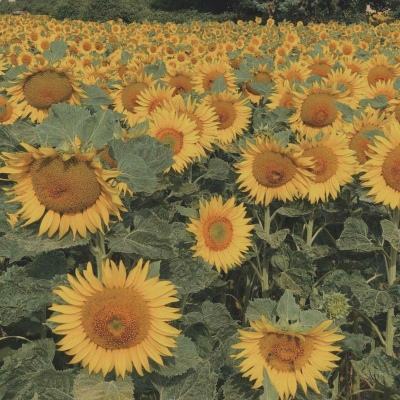 manbetx官网在线登录